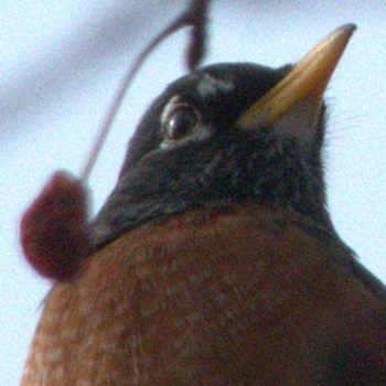 Poem Thumbnail